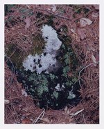 ミナ ペルホネン(minä perhonen) 紋黄蝶｜写真5