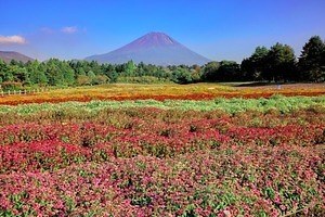 山梨・富士本栖湖リゾート「虹の花まつり」15品種約8万株、色彩豊かな花々と富士山の競演｜写真1