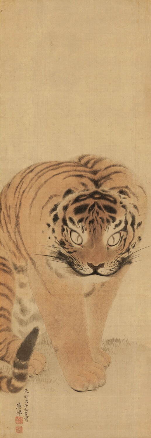 円山応挙 《虎図》 1786年 福田美術館蔵 ［通期展示］