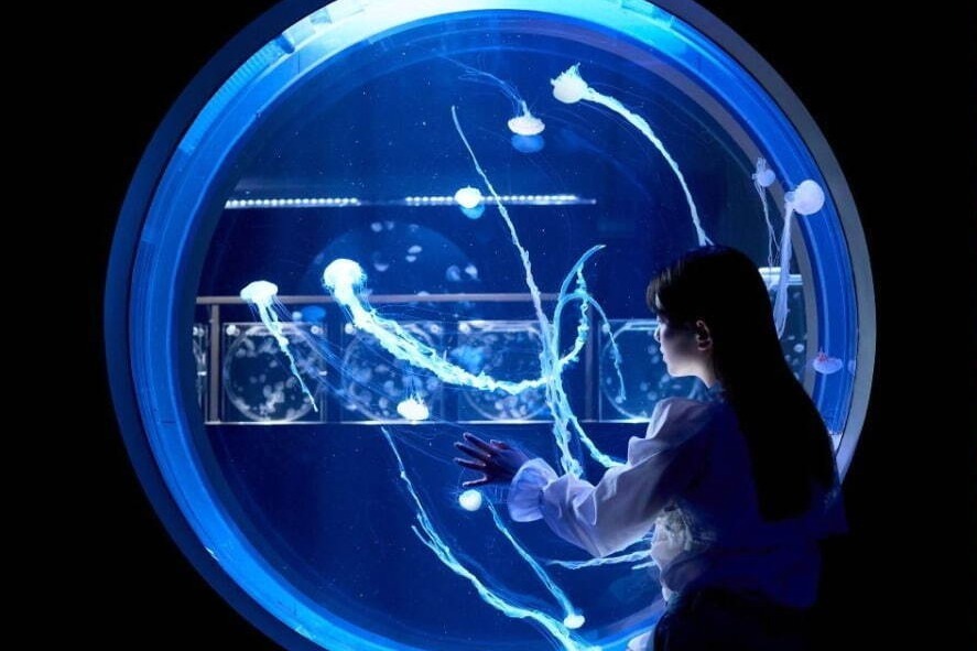 クラゲ｜都市型水族館「アオアオ サッポロ」月＆クラゲを楽しむ秋イベント、“お月見”風クロワッサンサンドも