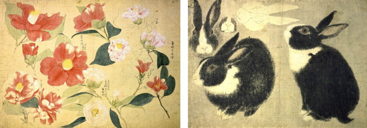 重要文化財 円山応挙 《写生図巻 甲巻》(部分) 明和8-安永元年(1771-72年)
株式会社千總ホールディングス蔵