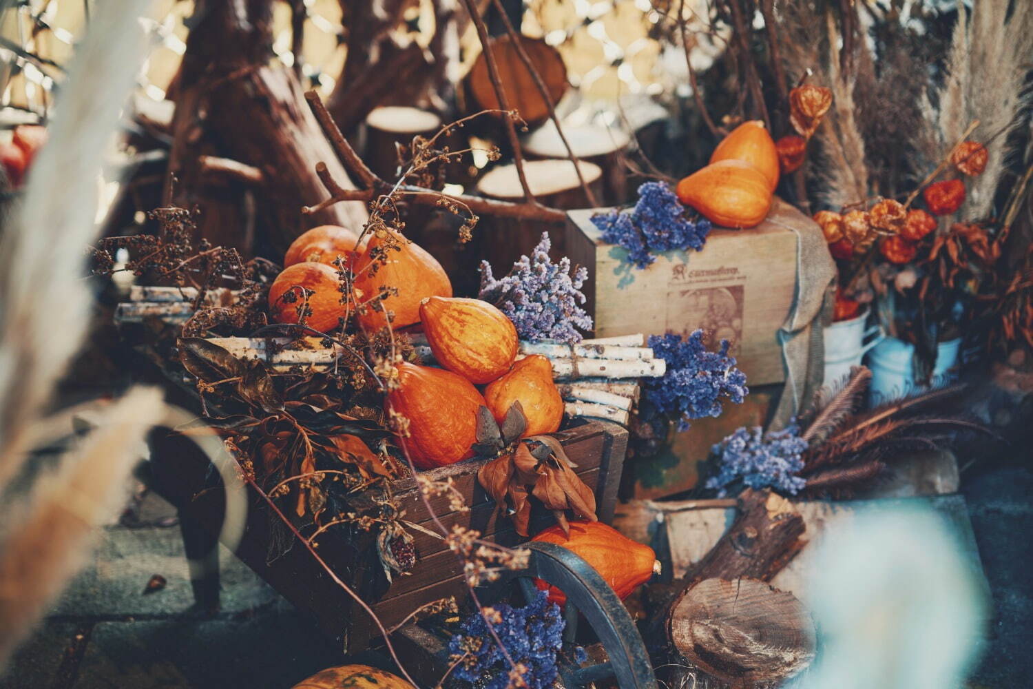 神戸布引ハーブ園「ハロウィンフェア」コキアなど秋の花々、園内にカボチャ＆“秋の収穫物”を装飾｜写真4