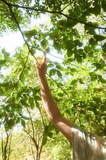 ミナ ペルホネン(minä perhonen) 生命の森｜写真31