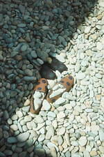 ミナ ペルホネン(minä perhonen) 生命の森｜写真53