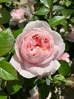 千葉・京成バラ園で「不思議の国のアリス」テーマの秋イベント、香り高い秋バラが開花｜写真17