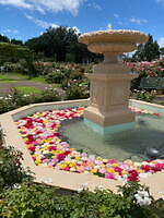 千葉・京成バラ園で「不思議の国のアリス」テーマの秋イベント、香り高い秋バラが開花｜写真27