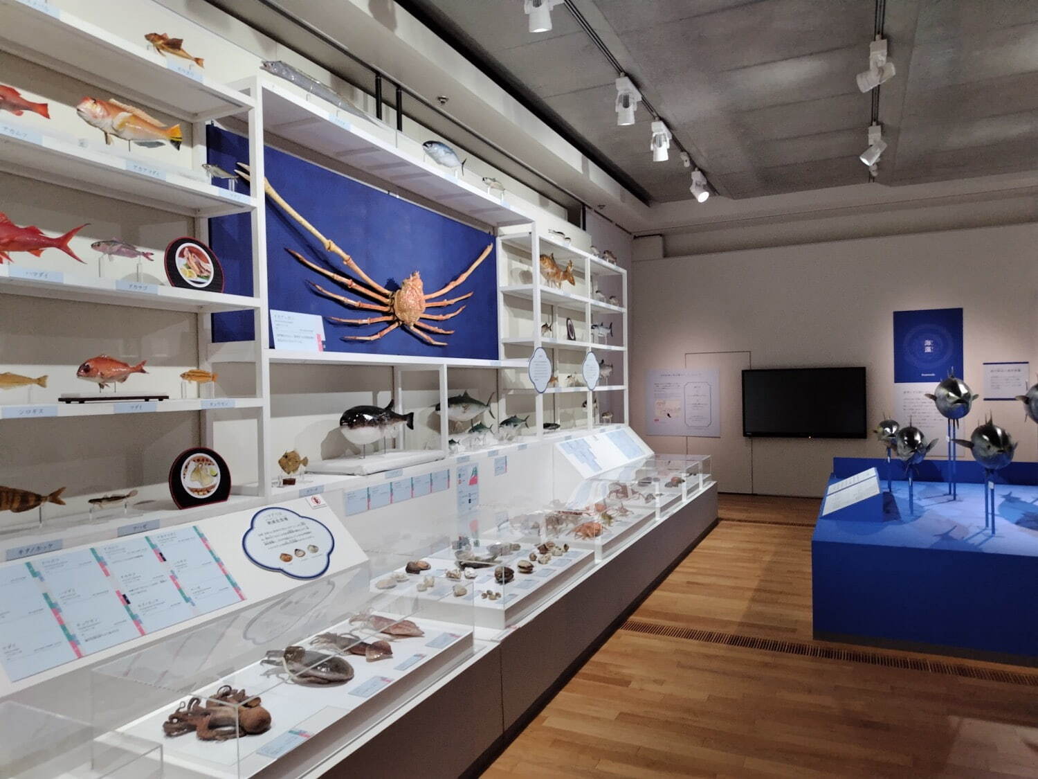 魚介類の展示
※松本会場の様子