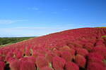 茨城・国営ひたち海浜公園“コキア”の紅葉、丘を真っ赤に染める約4万本｜写真1