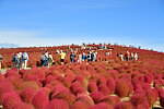 茨城・国営ひたち海浜公園“コキア”の紅葉、丘を真っ赤に染める約4万本｜写真3