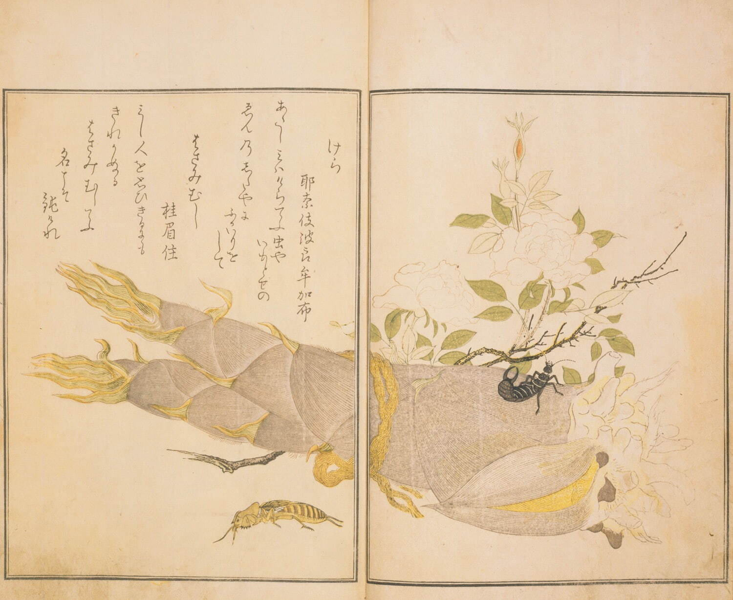 宿屋飯盛撰・喜多川歌麿画 『画本虫撰』 天明8年(1788年)正月 彩色摺大本
千葉市美術館蔵 ［前期展示：4月22日(火)～5月18日(日)、後期は別本を展示］