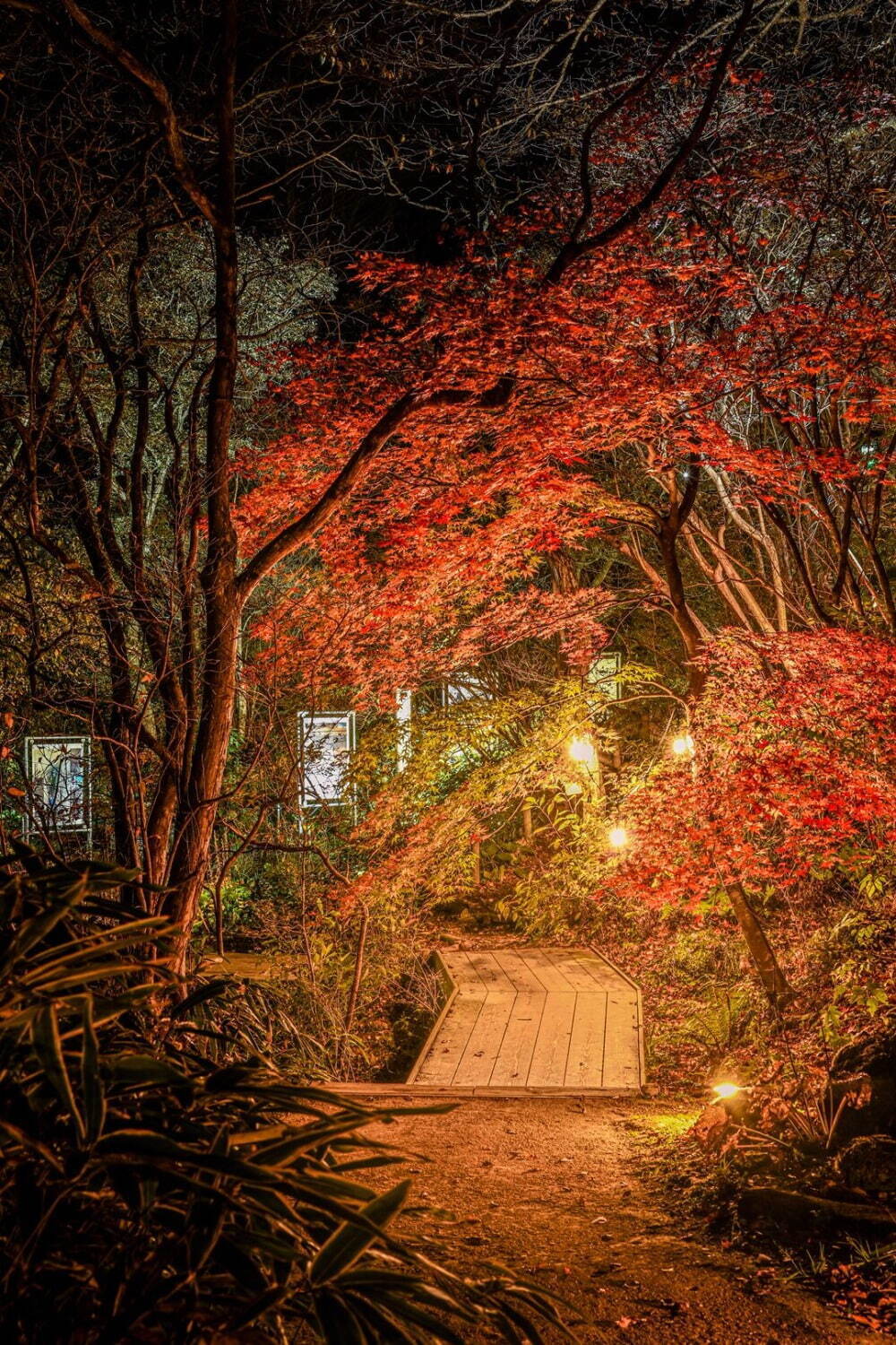 “夜の紅葉ライトアップ”ROKKO森の音ミュージアム＆六甲高山植物園で、土日祝日限定で開催｜写真2