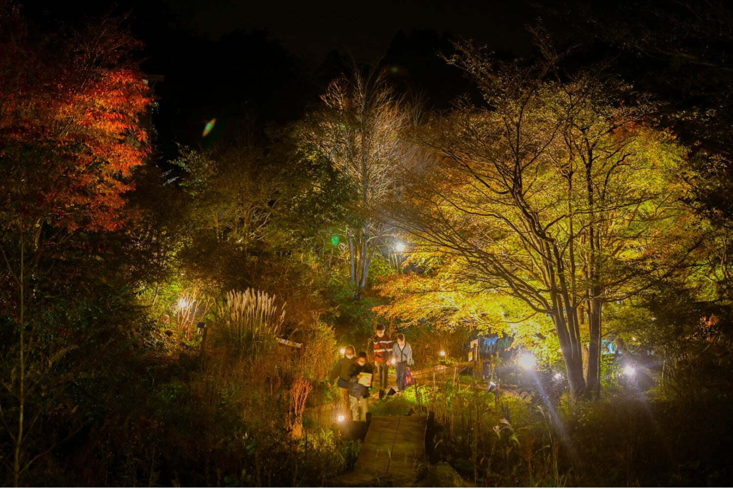 植物｜“夜の紅葉ライトアップ”ROKKO森の音ミュージアム＆六甲高山植物園で、土日祝日限定で開催