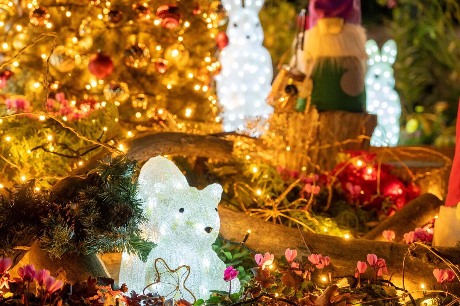 庭園｜「練馬区立 四季の香ローズガーデン」“冬の草花”と楽しむ24年イルミネーション