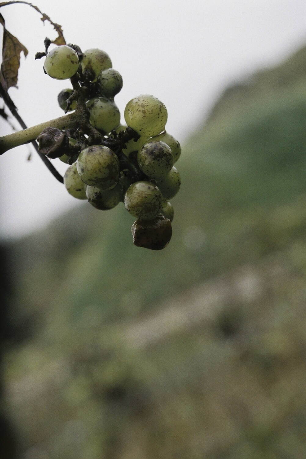 フーフー(foufou) 2025年春夏ウィメンズコレクション  - 写真14