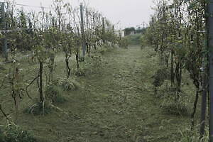 フーフー(foufou) 2025年春夏ウィメンズコレクション  - 写真9