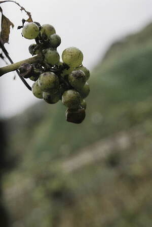 フーフー(foufou) 2025年春夏ウィメンズコレクション  - 写真14