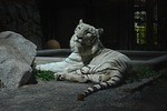 東武動物公園「ウィンターイルミネーション2024-2025」光の桜や動物オブジェのライトアップ｜写真13