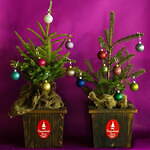 阪急うめだ本店「クリスマスマーケット2024」関西最大級の約100店舗が集結、クリスマスグルメ＆雑貨｜写真7