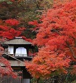 横浜「三溪園」紅葉ライトアップ、”古建築×紅葉”の幻想的な庭園を楽しむ｜写真1