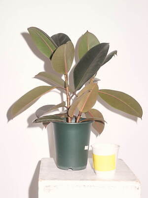 ワイ(Y) 2025年春夏ウィメンズ&メンズコレクション  - 写真1