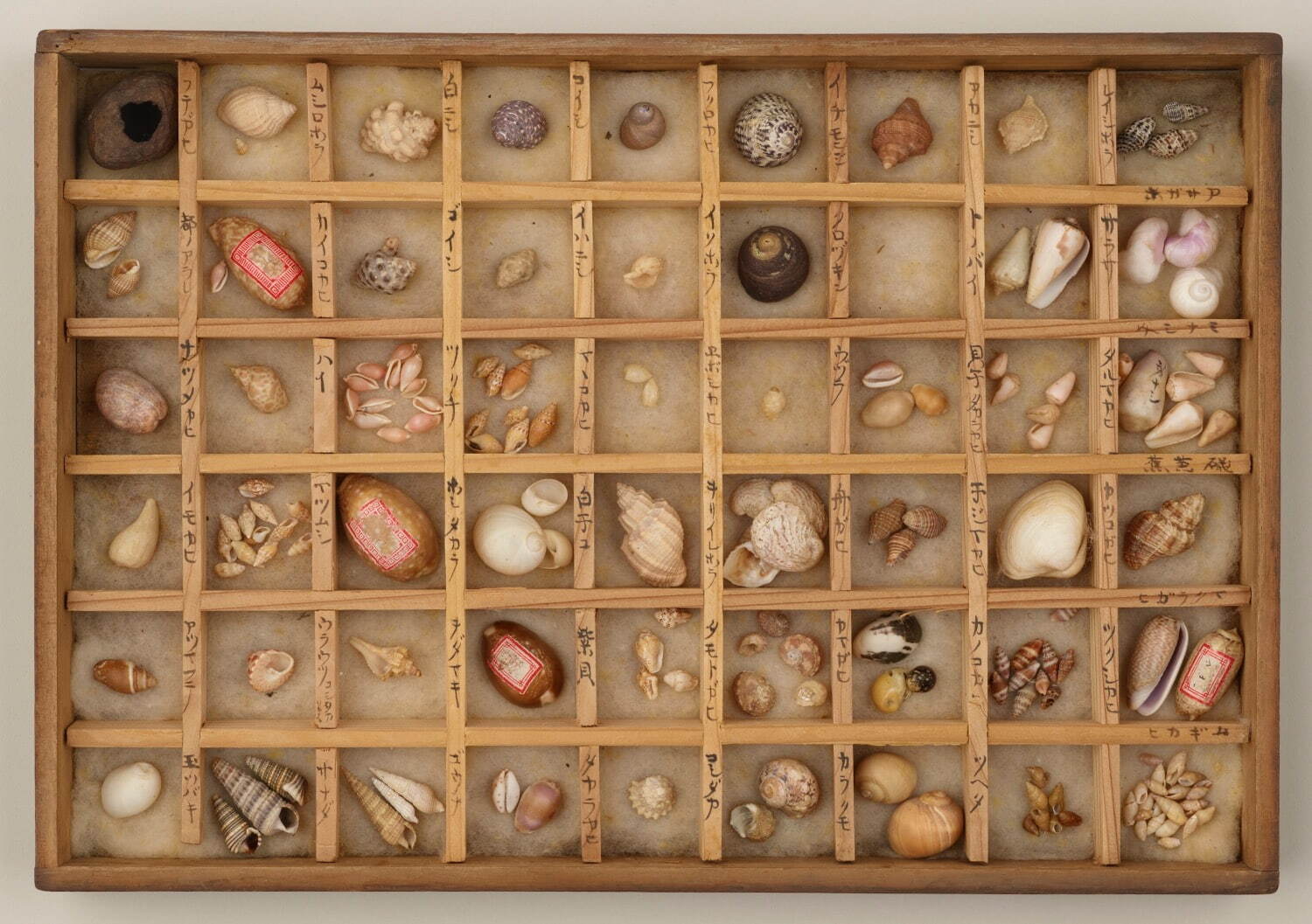 堀田龍之助貝類標本