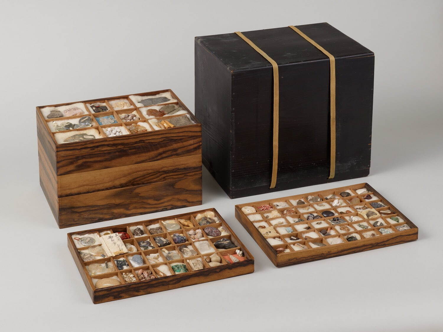 大阪府指定有形文化財 木村蒹葭堂貝石標本