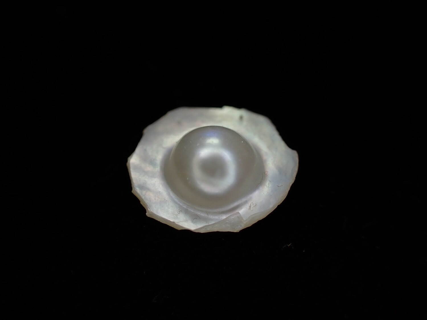 御木本幸吉が作成した半円真珠標本
所蔵：東京大学大学院理学系研究科附属三崎臨海実験所