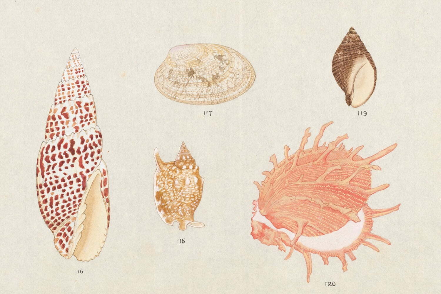 博物館｜“日本の貝類研究300年”に迫る展覧会「貝に沼る」大阪市立自然史博物館で、江戸時代の標本など一堂に
