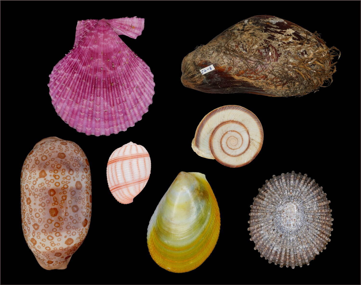 アマチュアコレクターによる日本列島の貝