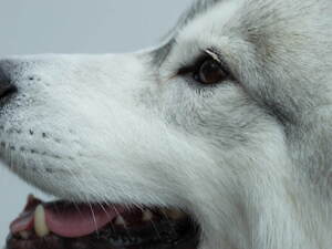 エミ(emmi) 2023-24年秋冬ウィメンズコレクション  - 写真11