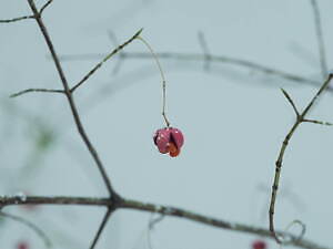 エミ(emmi) 2023-24年秋冬ウィメンズコレクション  - 写真47