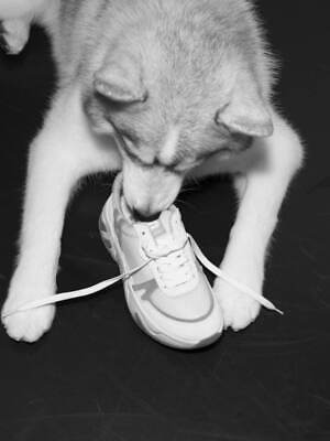 エミ(emmi) 2023-24年秋冬ウィメンズコレクション  - 写真55