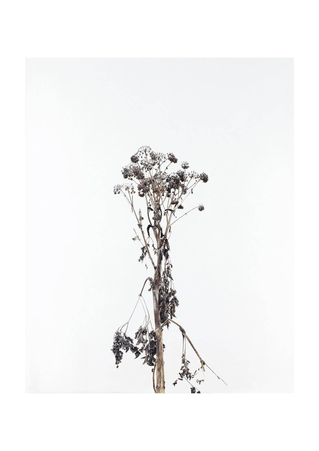 「KYOTOGRAPHIE 2025 京都国際写真祭」世界10カ国のアーティストが京都市内で作品展示｜写真25