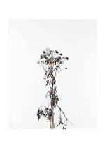 「KYOTOGRAPHIE 2025 京都国際写真祭」世界10カ国のアーティストが京都市内で作品展示｜写真25