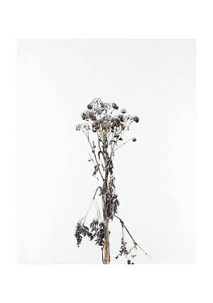 「KYOTOGRAPHIE 2025 京都国際写真祭」世界10カ国のアーティストが京都市内で作品展示｜写真25