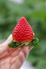 「ヨコハマストロベリーフェスティバル 2025」横浜赤レンガ倉庫で、いちご尽くしのメニュー＆雑貨｜写真22