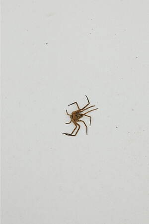 ブラームス(blurhms) 2025年春夏ウィメンズ&メンズコレクション  - 写真24