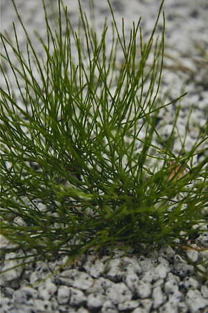 ブラームス(blurhms) 2025年春夏ウィメンズ&メンズコレクション  - 写真35