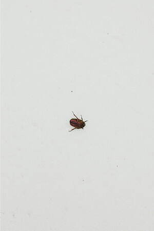 ブラームス(blurhms) 2025年春夏ウィメンズ&メンズコレクション  - 写真37