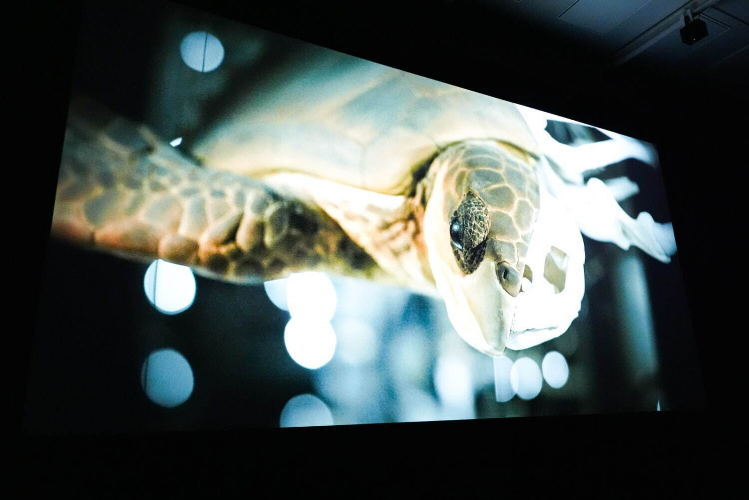 企画展「坂本龍一｜音を視る 時を聴く」 東京都現代美術館 2024-25年 展示風景