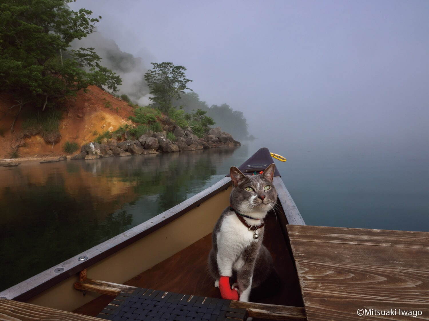 岩合光昭写真展「ご当地ねこ」日本全国の“ネコ写真”約140点が大阪に｜写真3