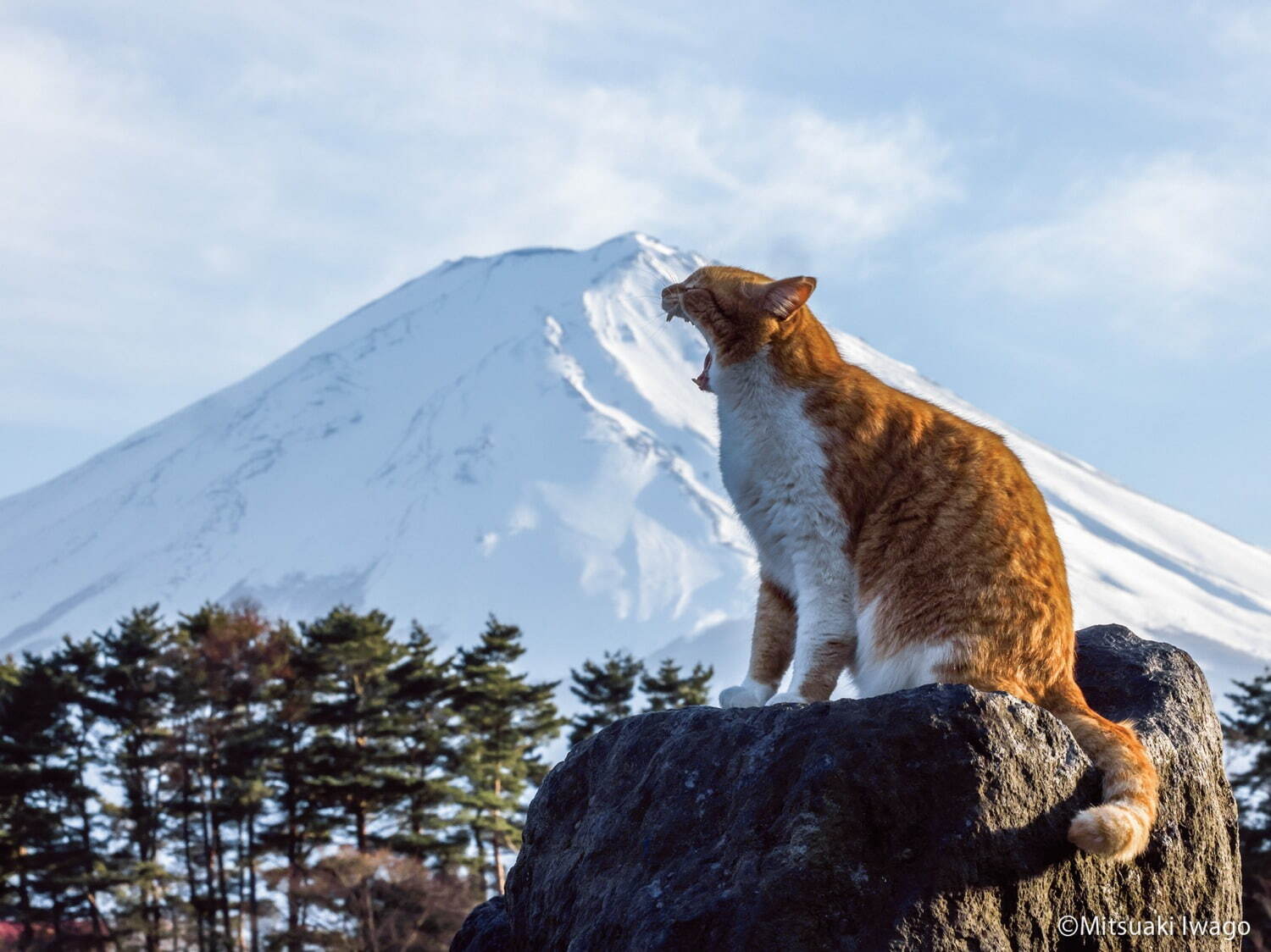 岩合光昭写真展「ご当地ねこ」日本全国の“ネコ写真”約140点が大阪に｜写真2