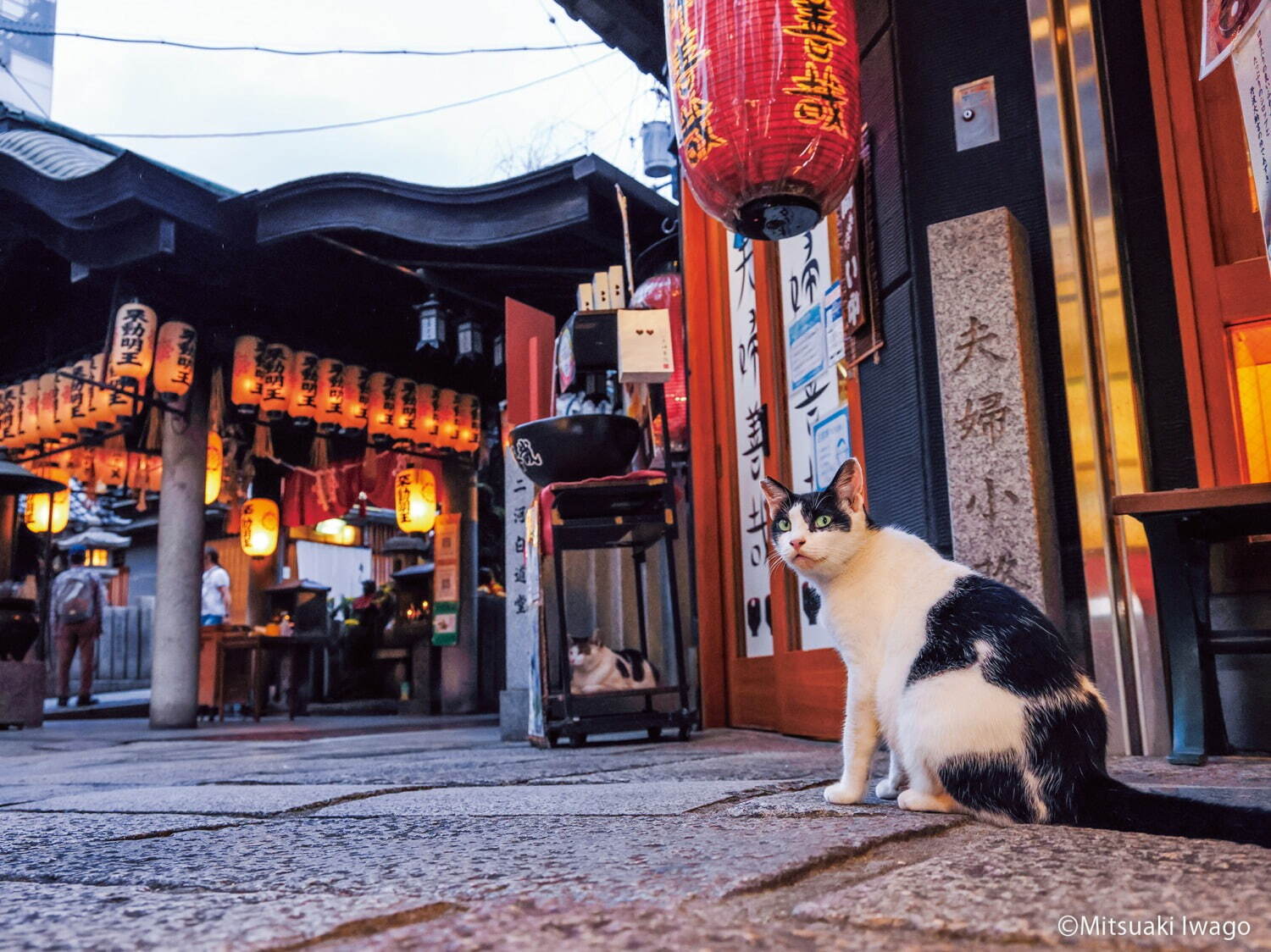 岩合光昭写真展「ご当地ねこ」日本全国の“ネコ写真”約140点が大阪に｜写真4
