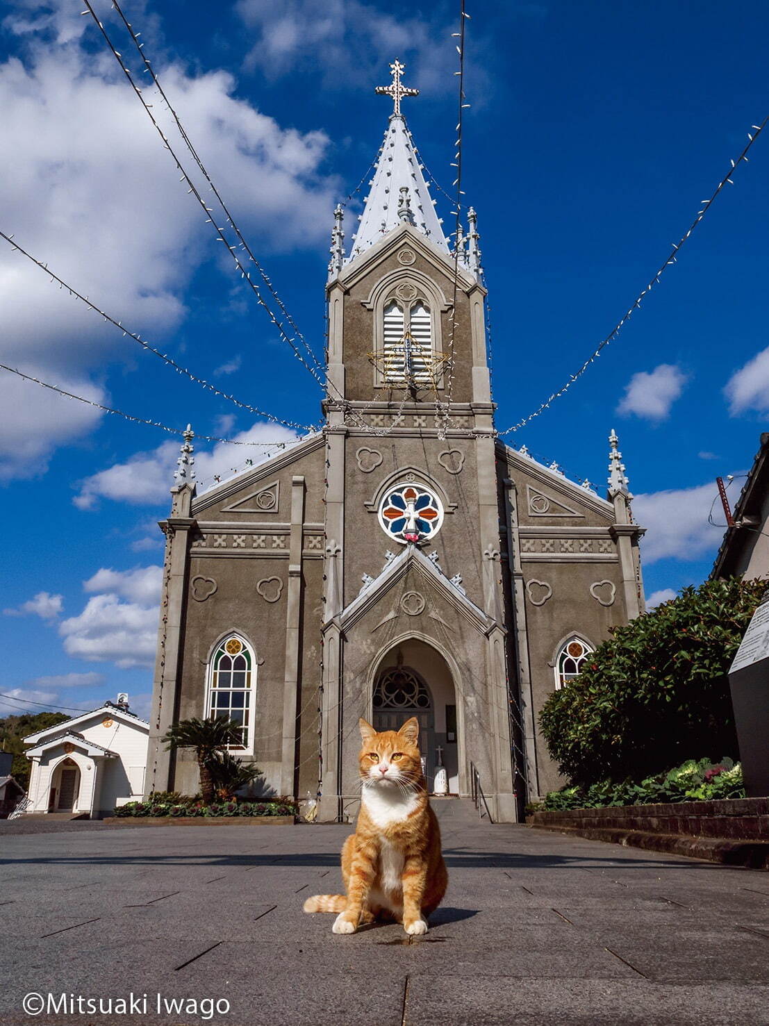 岩合光昭写真展「ご当地ねこ」日本全国の“ネコ写真”約140点が大阪に｜写真5