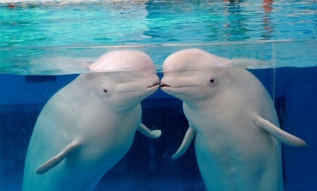 「東京都内＆関東近郊のおすすめ水族館」週末デートや家族のおでかけで行きたいイベント情報も｜写真4