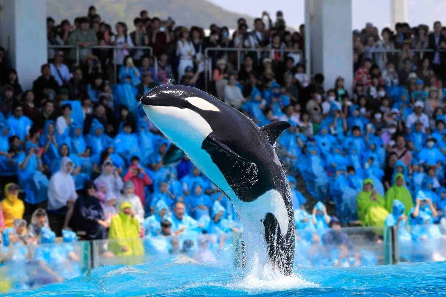 冬イベント｜「東京都内＆関東近郊のおすすめ水族館」週末デートや家族のおでかけで行きたいイベント情報も