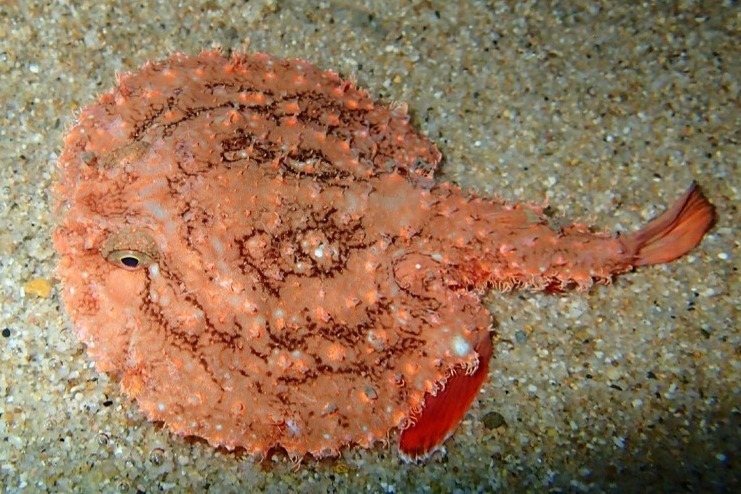 アクアリウム｜「ゾクゾク深海生物2025」池袋サンシャイン水族館で、貴重な深海生物やリアルな標本が集結