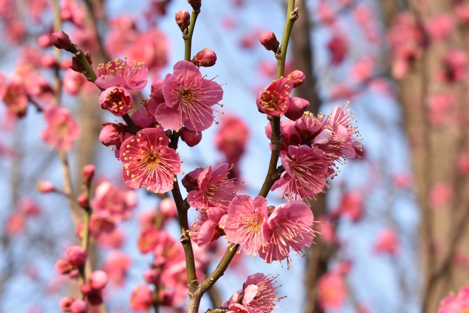 お祭り｜「せたがや梅まつり」約650本の梅が咲き誇る東京・羽根木公園の花見イベント、“梅”グルメの売店も