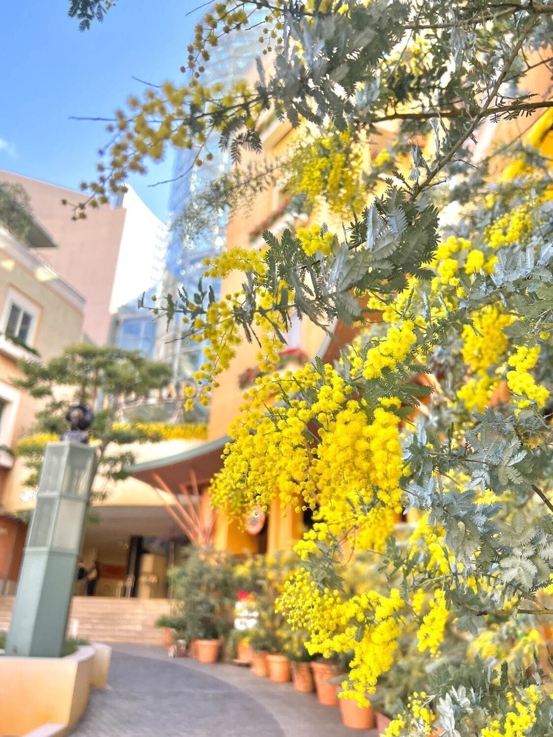「お花見イベント2025」東京・大阪・福岡ほか、開花時期の桜祭りなどおすすめ観光スポット｜写真13