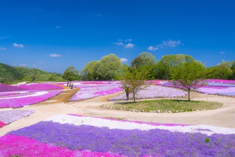 「お花見イベント2025」東京・大阪・福岡ほか、開花時期の桜祭りなどおすすめ観光スポット
